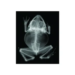 Transparent Animal X-Rays and Pictures
