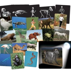 What's Inside Animals?