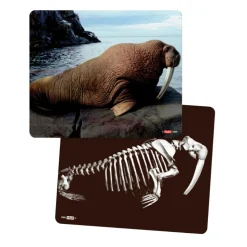 What's Inside Animals?