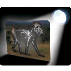 What's Inside Animals?