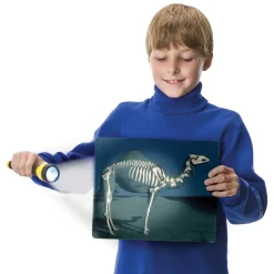What's Inside Animals?